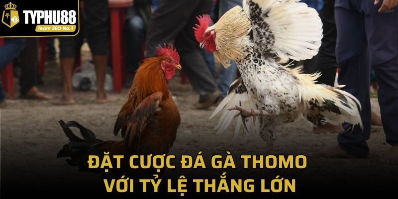 Đặt cược đá gà Thomo với tỷ lệ thắng lớn