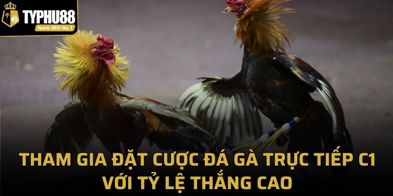 Tham gia đặt cược đá gà trực tiếp C1 với tỷ lệ thắng cao